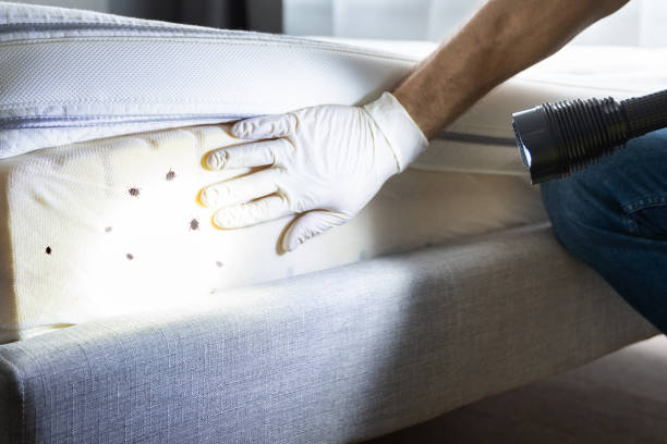 Best Wasp Removal Services  in Pigeon Forge, TN
