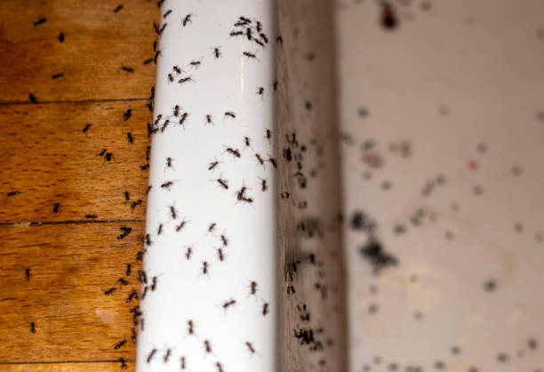 Pest Control for Restaurants in Pigeon Forge, TN