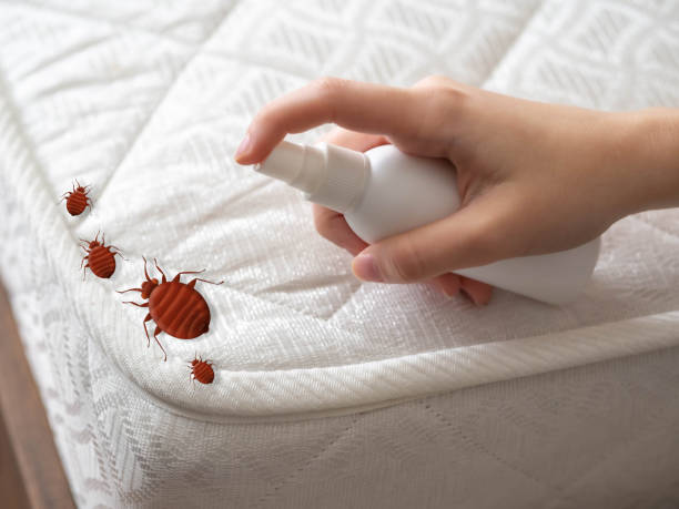 Professional Pest Control in Pigeon Forge, TN