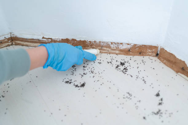 Best Flea Control Services  in Pigeon Forge, TN
